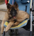 Belgick� ov��k tervueren