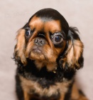 Zad�m �t��ata plemene King Charles �pan�l