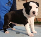 Americk� staford��rsky teri�r s PP