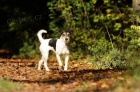 Parson Russel Terrier - �t��ata s PP