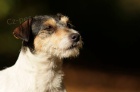 Parson Russel Terrier - �t��ata s PP