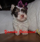 Jork��rsk� teri�r - v barevn� variant� biro