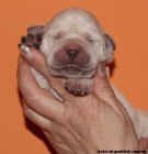 Labrador retiever �lut� s PP+chesapeake �oko pes