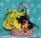 Jork��rsk� teri�r s PP (pejsci a fenka)