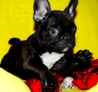 Francouzsk� buldo�ek