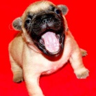 Francouzsk� buldo�ek