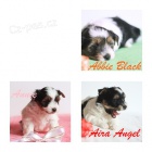 Biewer yorkshire terri�r