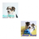 Biewer yorkshire terri�r