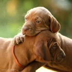 Ma�arsk� oha� - Vizsla - �t���tka s PP