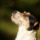 Parson Russell teri�r - �t��ata s PP