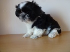 Prod�m Shih-tzu