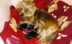 Jork��rsk� teri�r s PP - �t��ata, yorkshire terrier