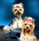 Jork��rsk� teri�r s PP - �t��ata, yorkshire terrier