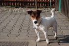 Nab�dka kryt� Jack Russell Terrier