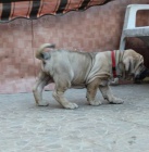 Brazilsk� fila �t���tka s PP odb�r �erven 2016