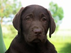 Labrador retriever - �okol�dov� pejsek, �t�n� s PP