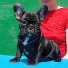 Kvalita Francouzsk� buldo�ek �t�n� zdarma p�ijet� !!!