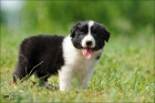 Border kolie - �t��ata - �B pejsci - pouze s PP