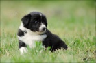 Border kolie - �t��ata - �B pejsci - pouze s PP