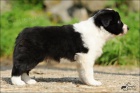 Border kolie - �t��ata - �B pejsci - pouze s PP