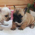 Koupit kr�sn� francouzsk� buldo�ek �t��ata nyn�