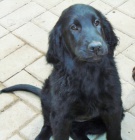 Flat coated retiever s PP �ern� fenky