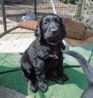 Flat coated retiever s PP �ern� fenky