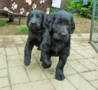 Flat coated retiever s PP �ern� fenky