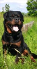 Rotvajler, rottweiler, RTW s PP � KE KRYT�