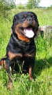 Rotvajler, rottweiler, RTW s PP � KE KRYT�