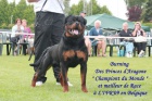 Rotvajler, rottweiler, RTW s PP � KE KRYT�