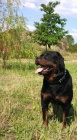 Rotvajler, rottweiler, RTW s PP � KE KRYT�