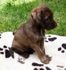 Peru�nsk� nah�� s PP, osrst�n� pejsek