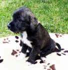 Peru�nsk� nah�� s PP, osrst�n� pejsek