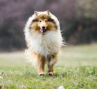 K�lia dlhosrst� - �teniatka s PP