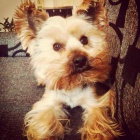 HLED�M YORK��RSKOU FENE�KU