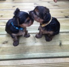 Jork��rsk� teri�r