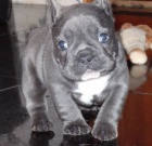 FRANCOUZSK� BULDO�EK