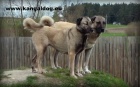 Anatolsk� pasteveck� pes - Kangal