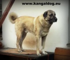 Anatolsk� pasteveck� pes - Kangal