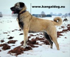 Anatolsk� pasteveck� pes - Kangal