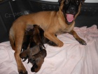 BO Malinois -�t���tka s PP