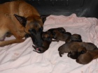 BO Malinois -�t���tka s PP