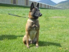 BO Malinois -�t���tka s PP