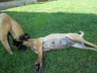 BO Malinois -�t���tka s PP
