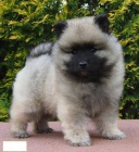 Keeshond / vl�� �pic prod�m �t��ata s PP