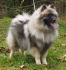 Keeshond / vl�� �pic prod�m �t��ata s PP