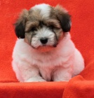 �t��ata Coton de Tul�ar s PP