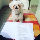 BOLO�SK� PS�K KE KRYT�