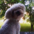 BOLO�SK� PS�K KE KRYT�